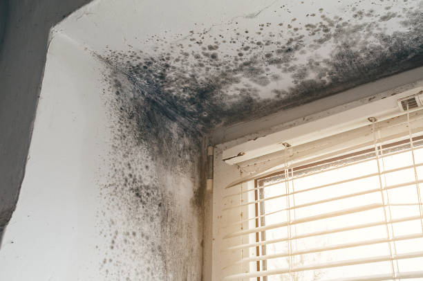 Affordable Hvac And Air Duct Mold Remediation solutions in Herndon, VA